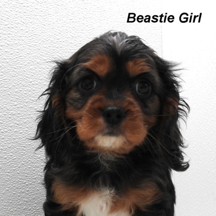 puppy, for, sale, Cockilear, Joe & Cherri  Overlease, dog, breeder, Miller, MO, dog-breeder, puppy-for-sale, forsale, nearby, find, puppyfind, locator, puppylocator, aca